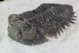 Bargain, Coltraneia Trilobite Fossil - Huge Faceted Eyes #92125-2